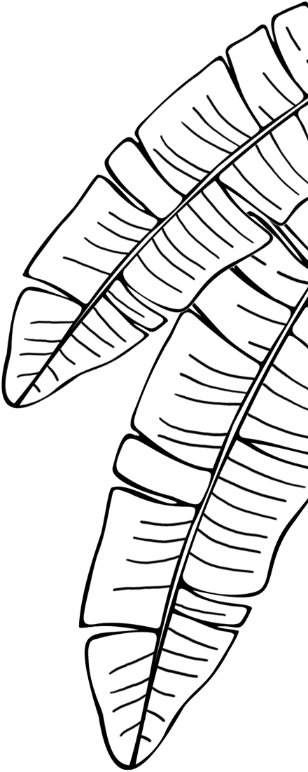 Bloom Republic liść