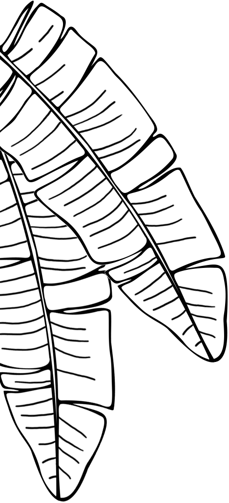 Bloom Republic liść